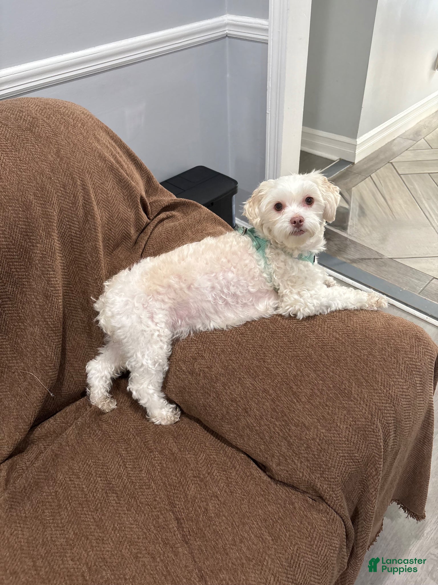 Mixed Breed dogs for sale: Oliver - Ad 7
