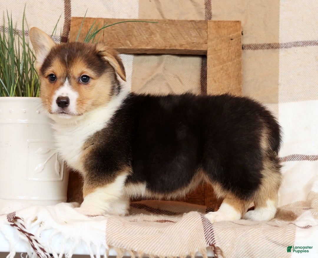 Welsh Corgi Pembroke dogs for sale: Callie - Ad 7