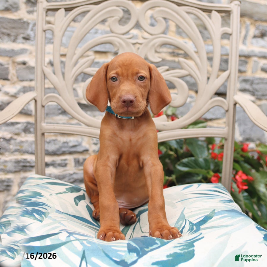Vizsla dogs Rhett - Ad 1
