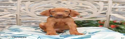 Vizsla dogs for sale: Rhett - Ad 1