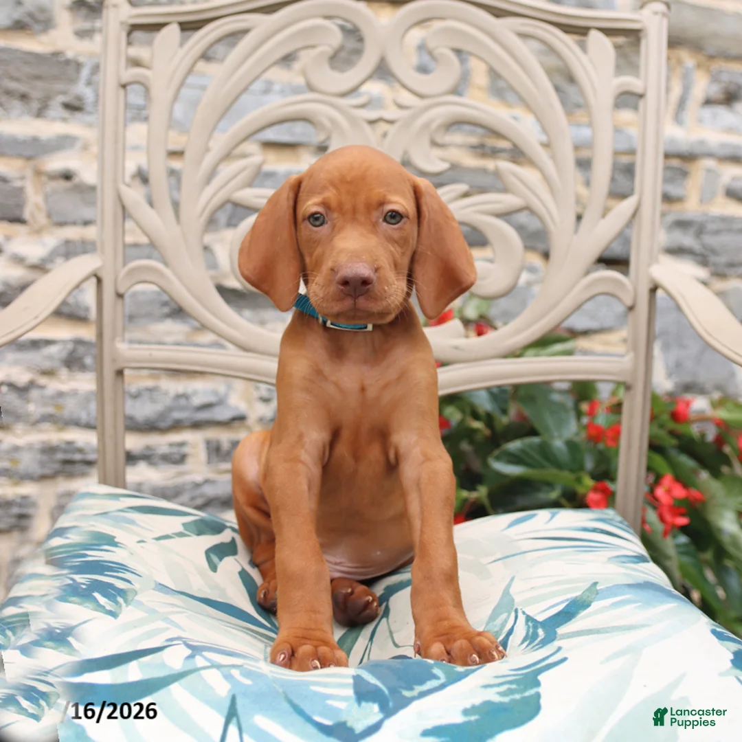 Vizsla dogs for sale: Rhett - Ad 1