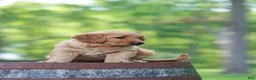 Golden Retriever dogs for sale: Beauty - Ad 5