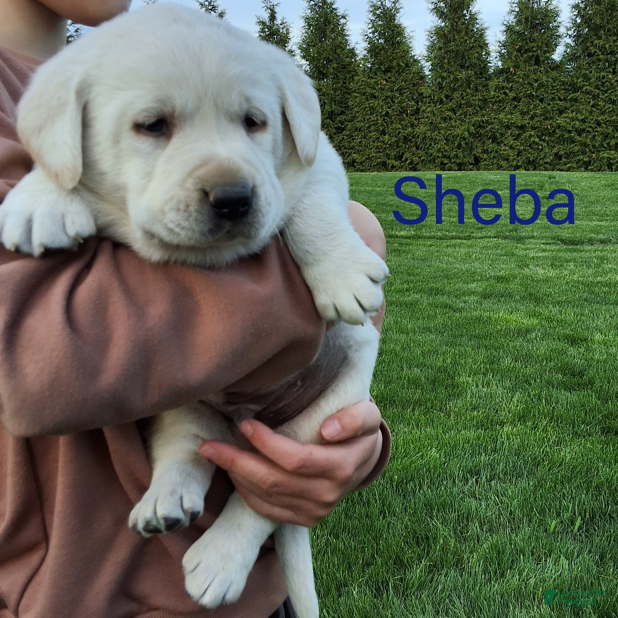 Labrador Retriever dogs Sheba  - Ad 1