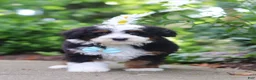 Mini Bernedoodle dogs for sale: Blake - Ad 7
