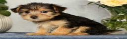 Yorkiepoo dogs for sale: Molly - Ad 8