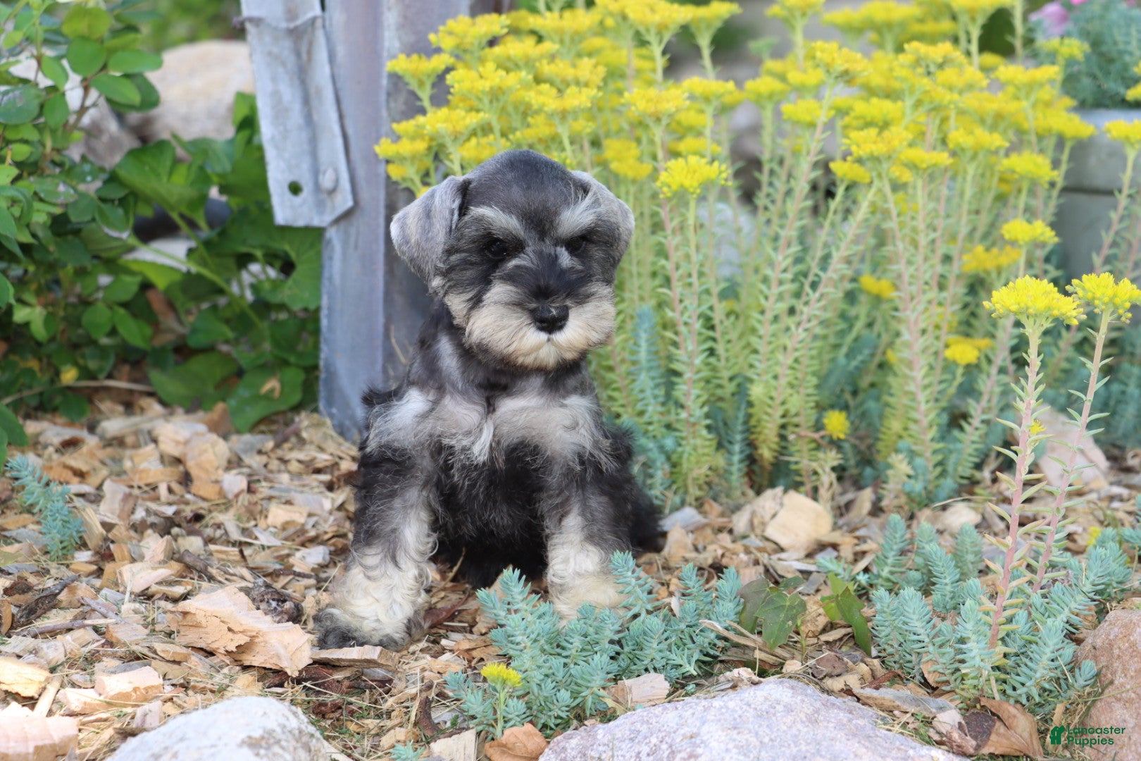 Miniature Schnauzer dogs Tonya - Ad 39