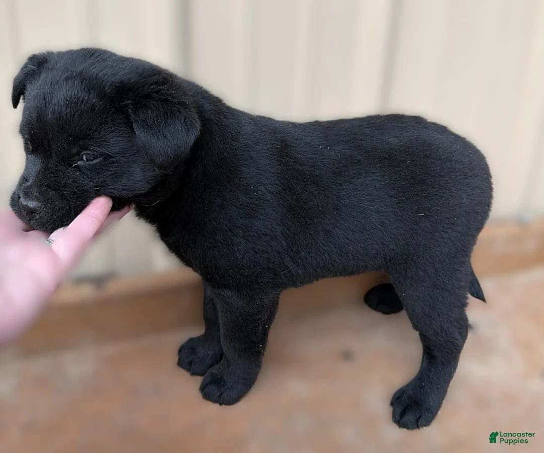 Rottweiler dogs for sale: Rottweiler Puppy 1 Tonya - Ad 2