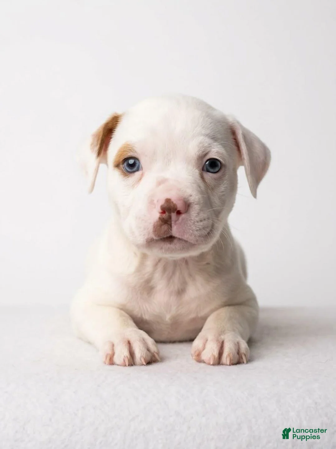 Mixed Breed dogs for sale: Mixed Breed 1 - Ad 2