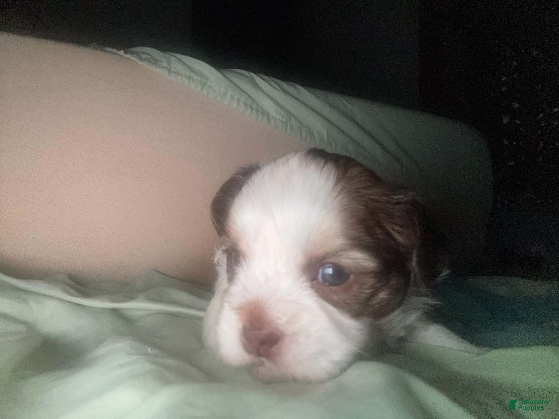 Shorkie dogs for sale: Shorkie 2 - Ad 25