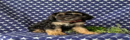 Cockapoo dogs for sale: Augustus - Ad 1