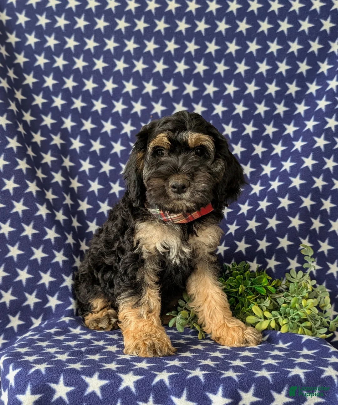 Cockapoo dogs for sale: Augustus - Ad 1