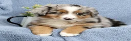 Australian Shepherd dogs for sale: Leo - Ad 5