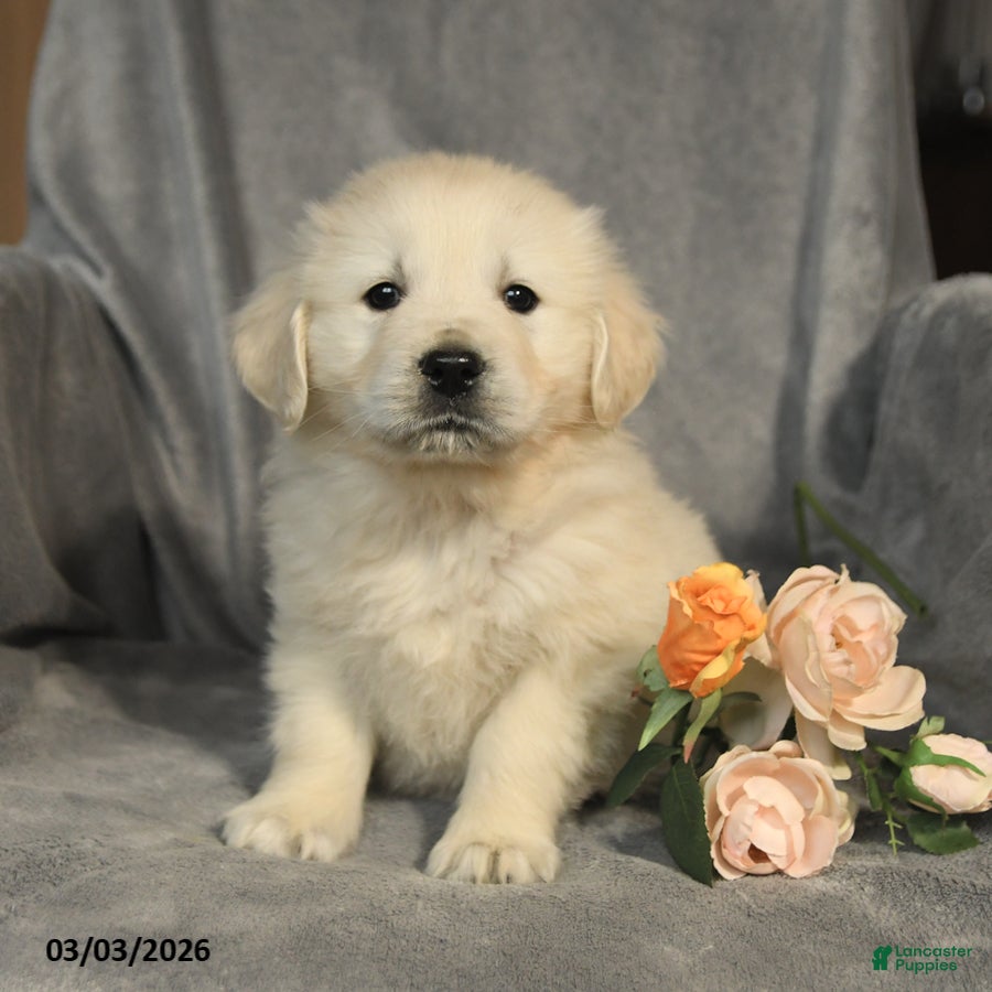 Golden Retriever dogs Lily - Ad 1