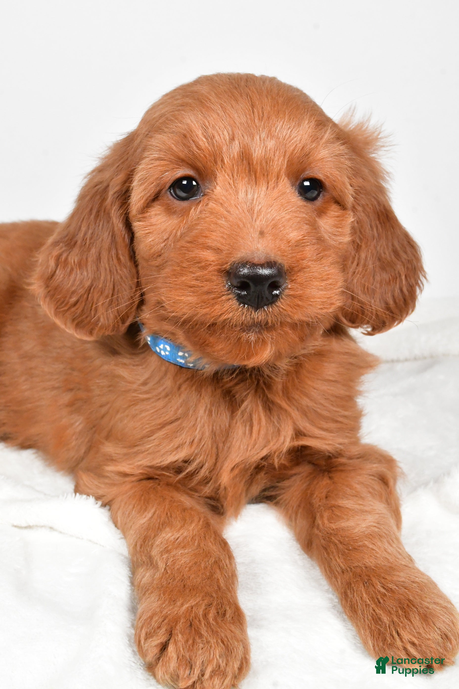 Goldendoodle dogs Pete-medium size  - Ad 26