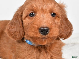 Goldendoodle dogs Pete-medium size - Ad 14