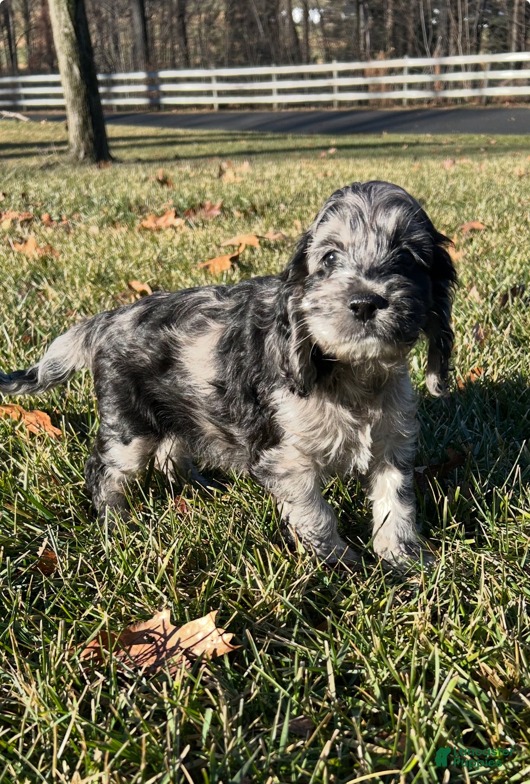 Cockapoo dogs for sale: Volt - Ad 4