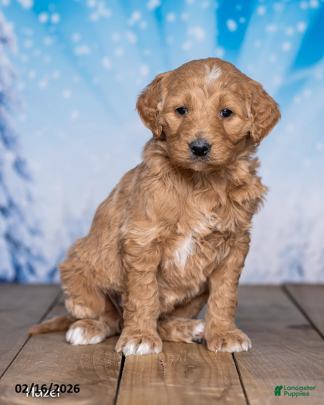 Goldendoodle dogs for sale: Hazel - Ad 3