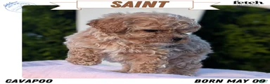 Saint