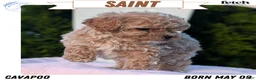 Cavapoo dogs for sale: Saint - Ad 1
