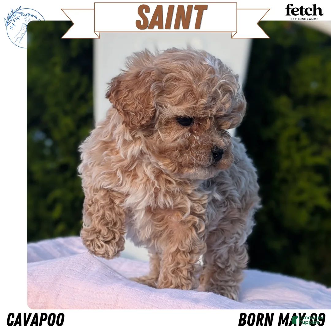 Cavapoo dogs for sale: Saint - Ad 1