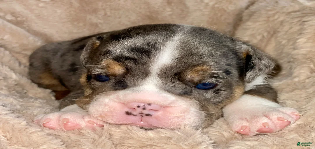 Gallery Image {{count}}