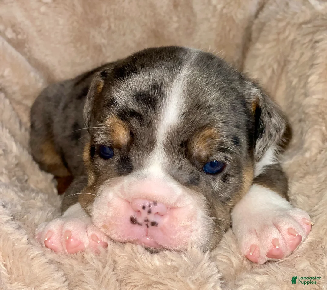 Gallery Image {{count}}