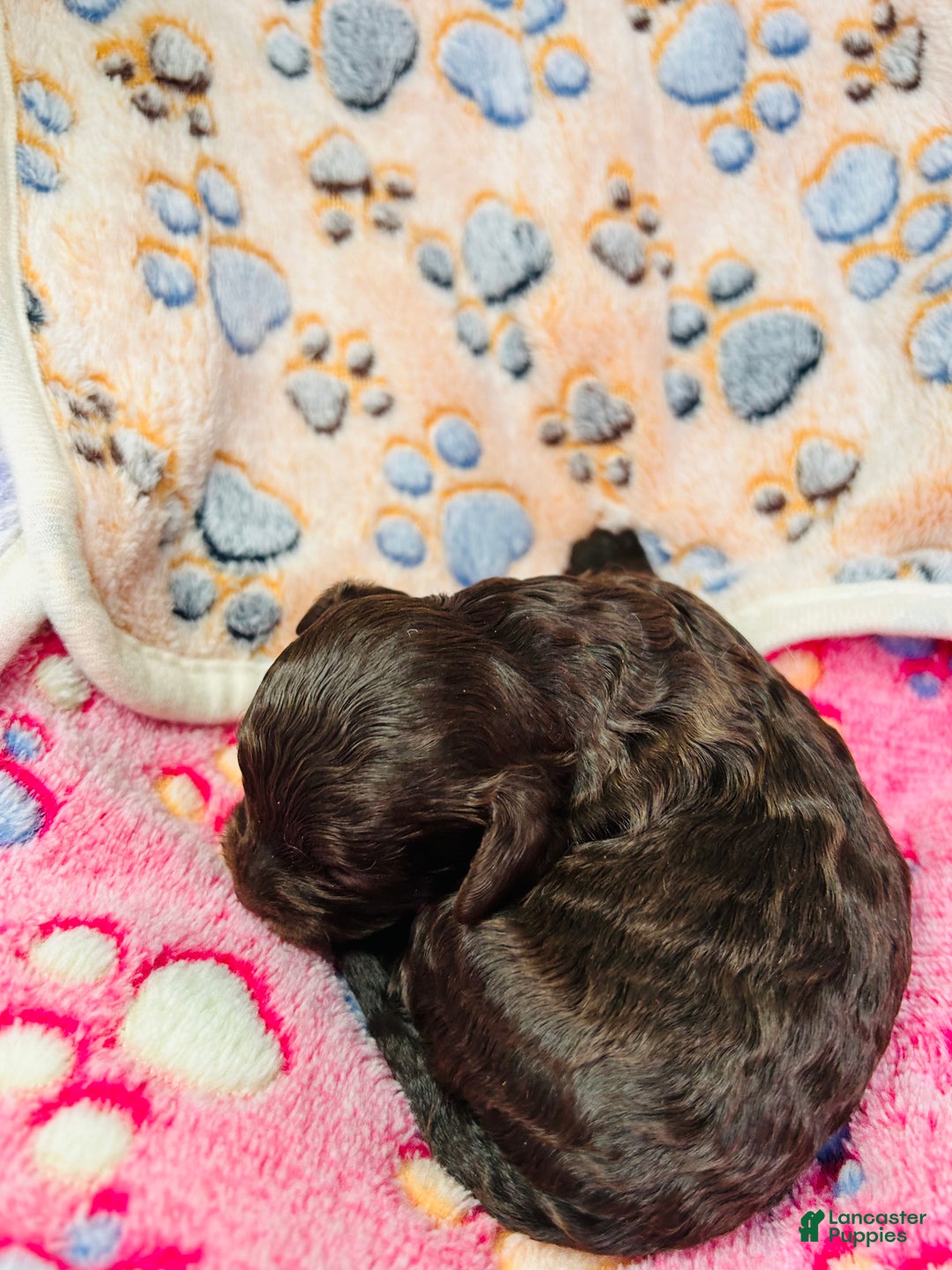 Cavapoo dogs for sale: Cavapoo Puppy 3 - Ad 3