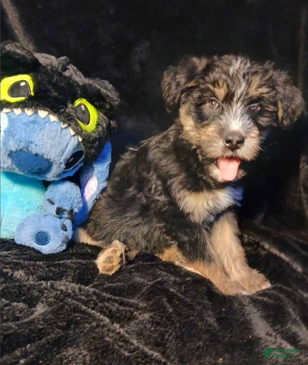 Bernedoodle dogs for sale: Doll baby  - Ad 5
