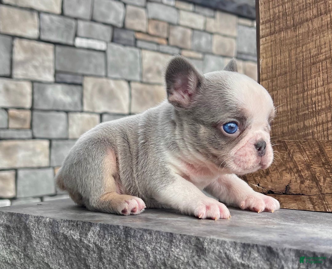 French Bulldog dogs for sale: Lynn - Ad 3
