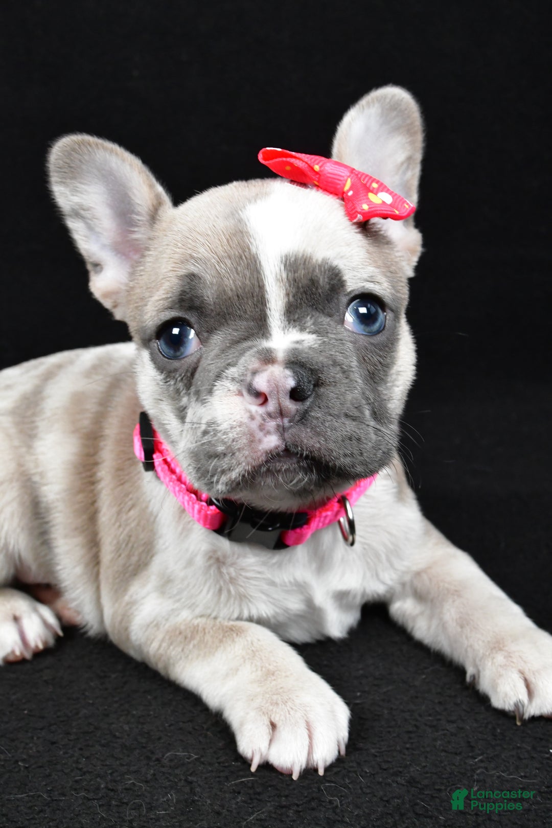 Mixed Breed dogs for sale: Lucy - Ad 5