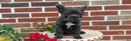 French Bulldog dogs for sale: Eden - Ad 4