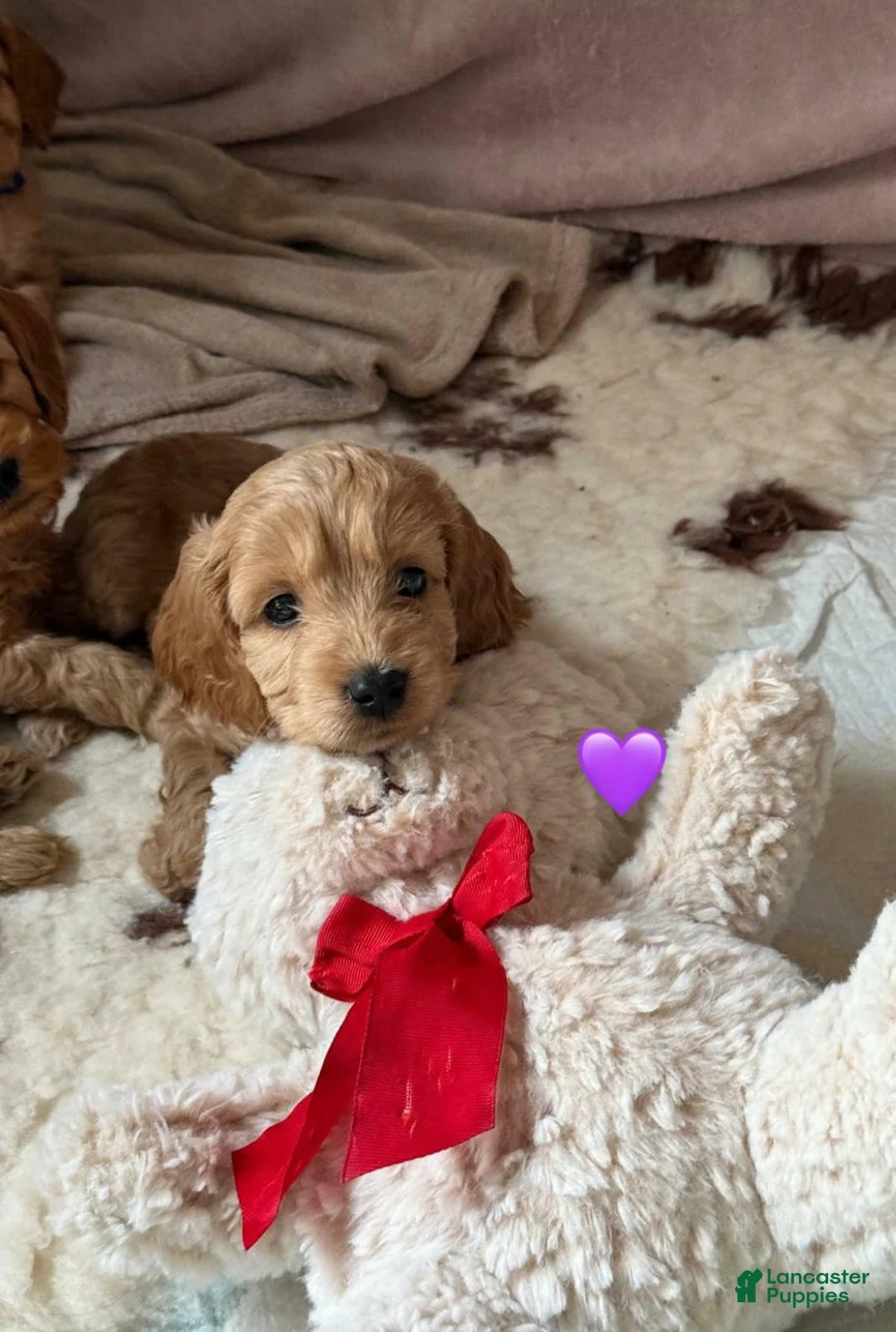 Cavapoo dogs for sale: Britney  - Ad 16