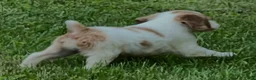Brittany Spaniel dogs for sale: Hawkete Holly Girl 1 - Ad 5