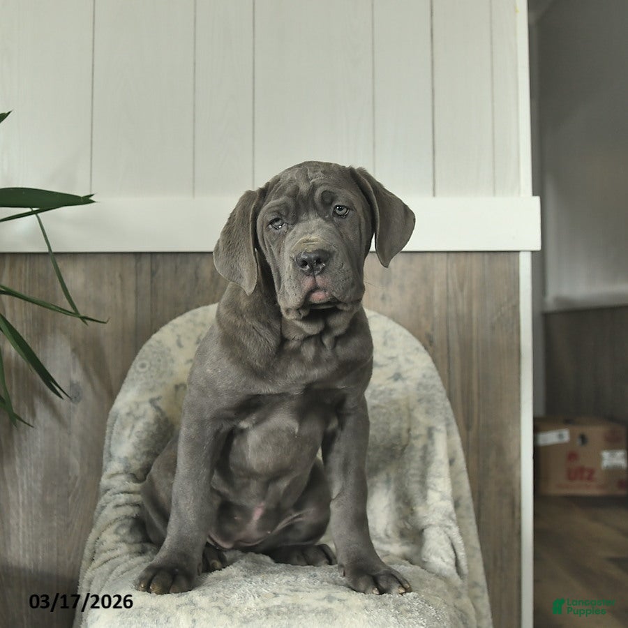 Cane Corso dogs Annie - Ad 2