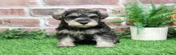Miniature Schnauzer dogs for sale: Maria  - Ad 11