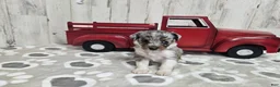 Mini Aussiedoodle dogs for sale: F1 Blueberry - Ad 4