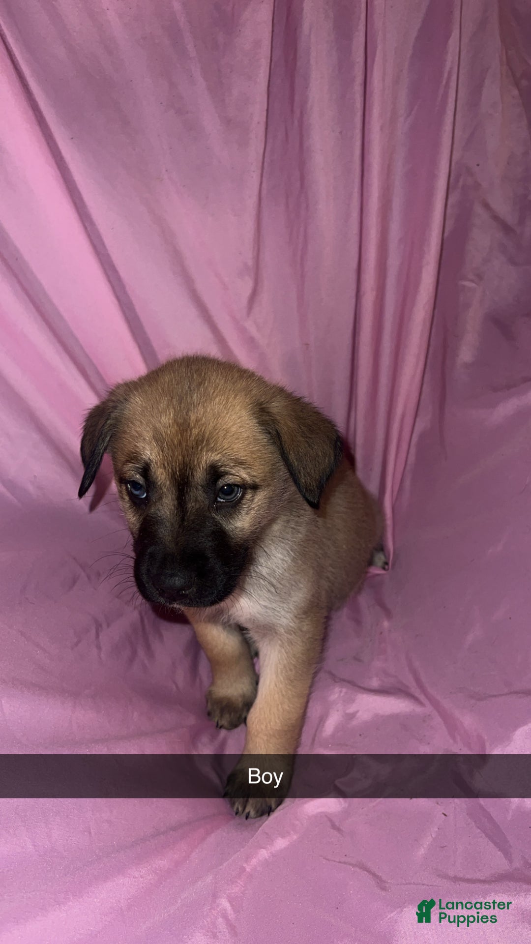 Mixed Breed dogs for sale: Boy 1 - Ad 4