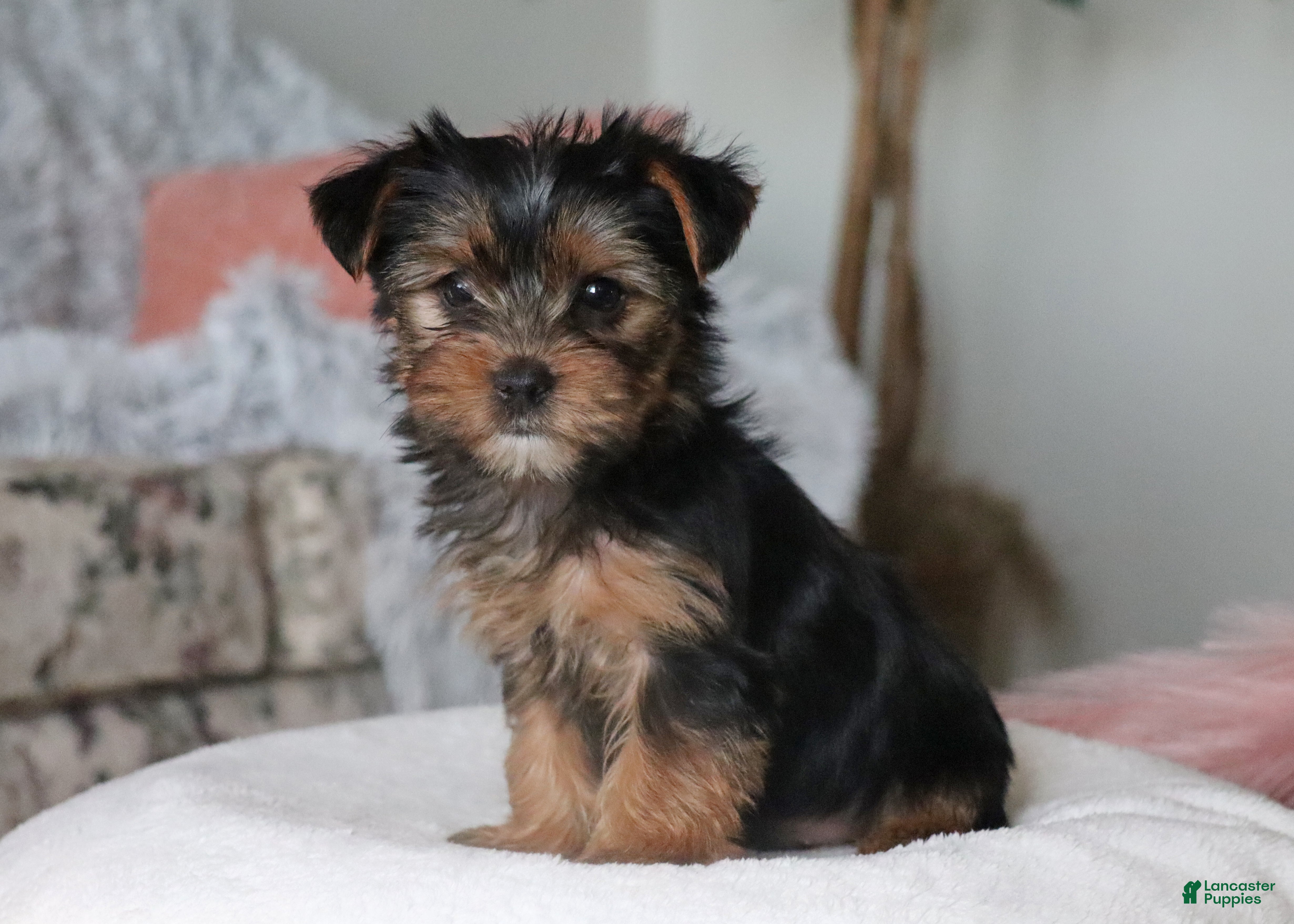 Yorkshire Terrier dogs Remy - Ad 2