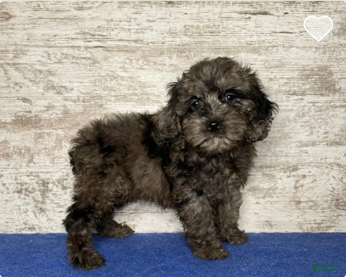 Mixed Breed dogs Mixed Breed Puppy 4 - Ad 24