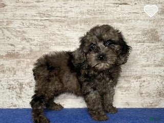 Mixed Breed dogs Mixed Breed Puppy 4 - Ad 13
