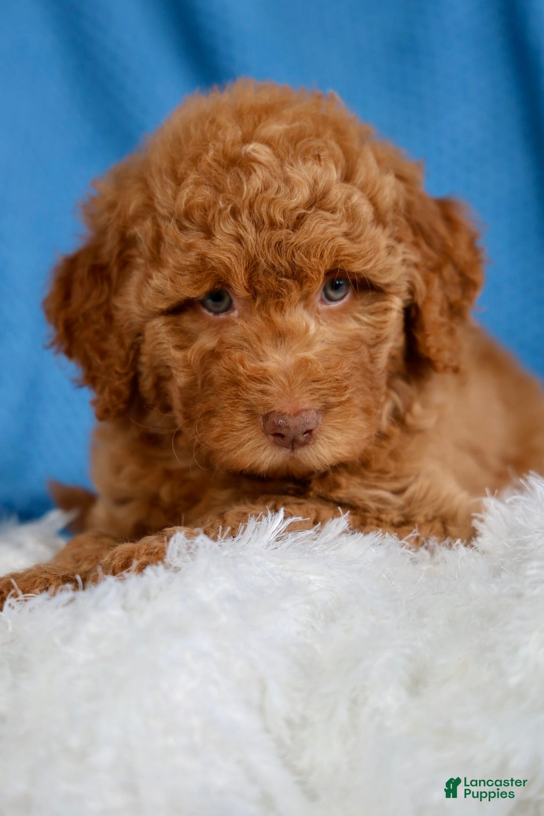 Mixed Breed dogs Ginny - Ad 2