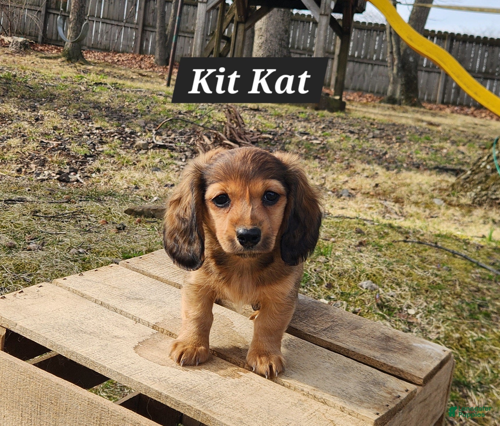 Miniature Dachshund dogs Kit Kat - Ad 1