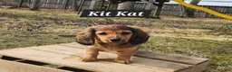 Miniature Dachshund dogs for sale: Kit Kat - Ad 1