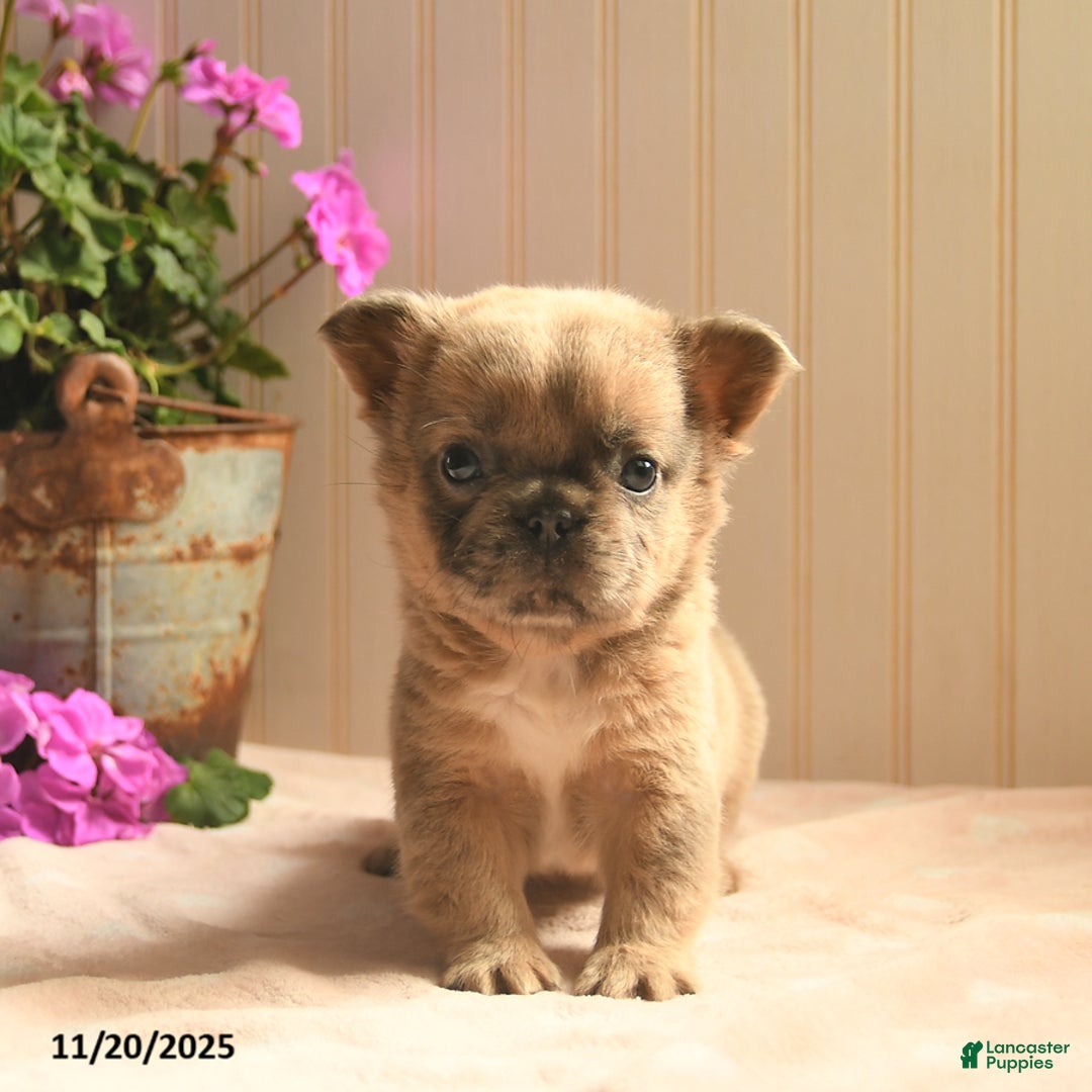 French Bulldog dogs for sale: Asher  - Ad 2