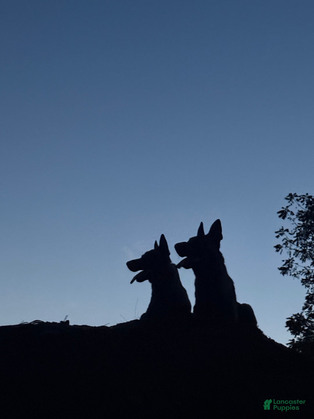 Belgian Malinois dogs for sale: Belgian Malinois Puppy 6 - Ad 8