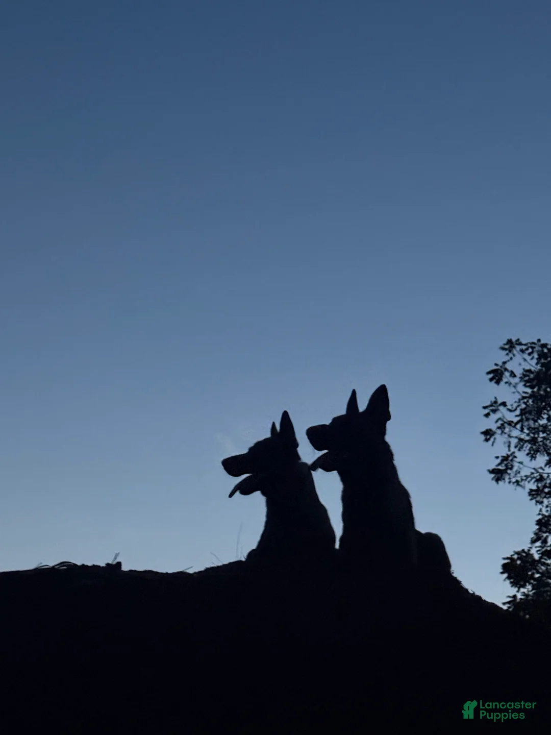 Belgian Malinois dogs for sale: Belgian Malinois Puppy 7 - Ad 7