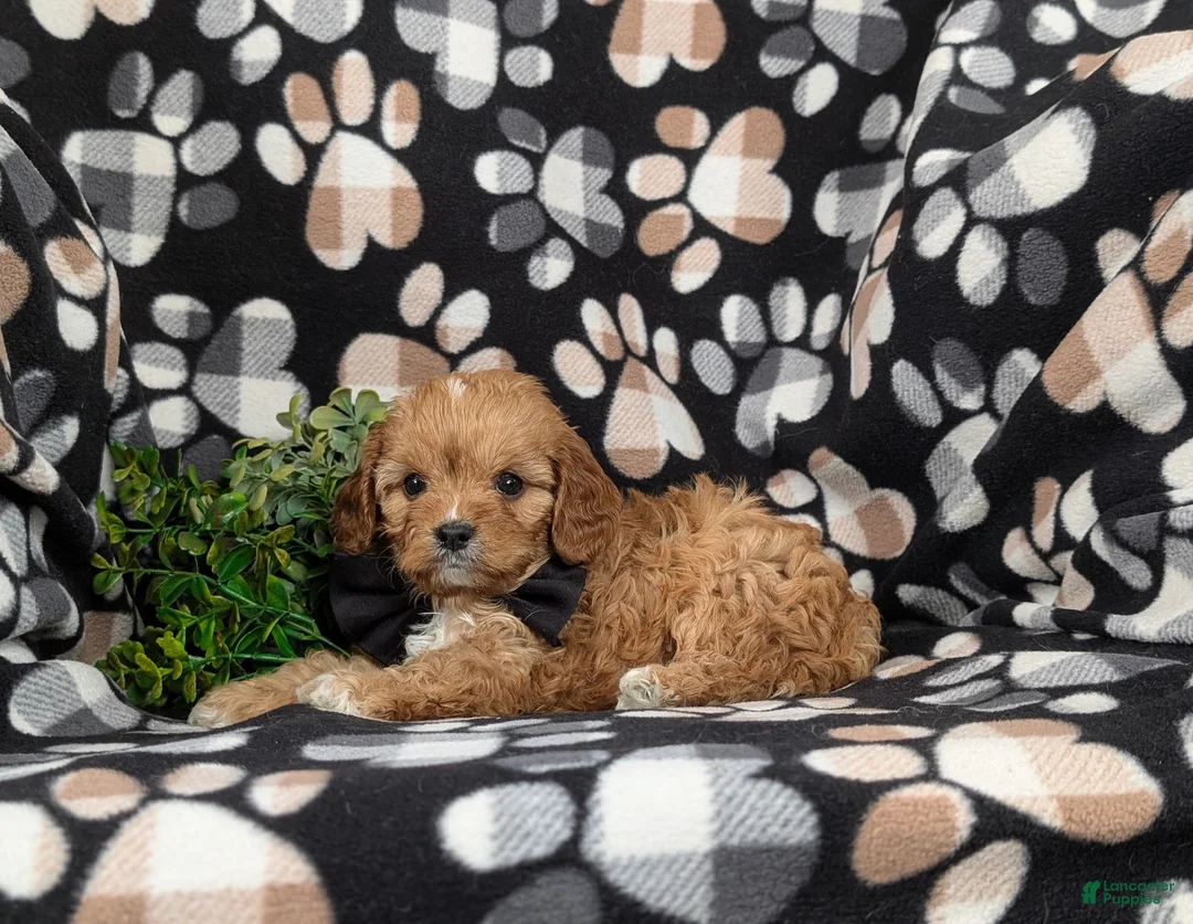 Cavapoo dogs for sale: Ellison - Ad 4