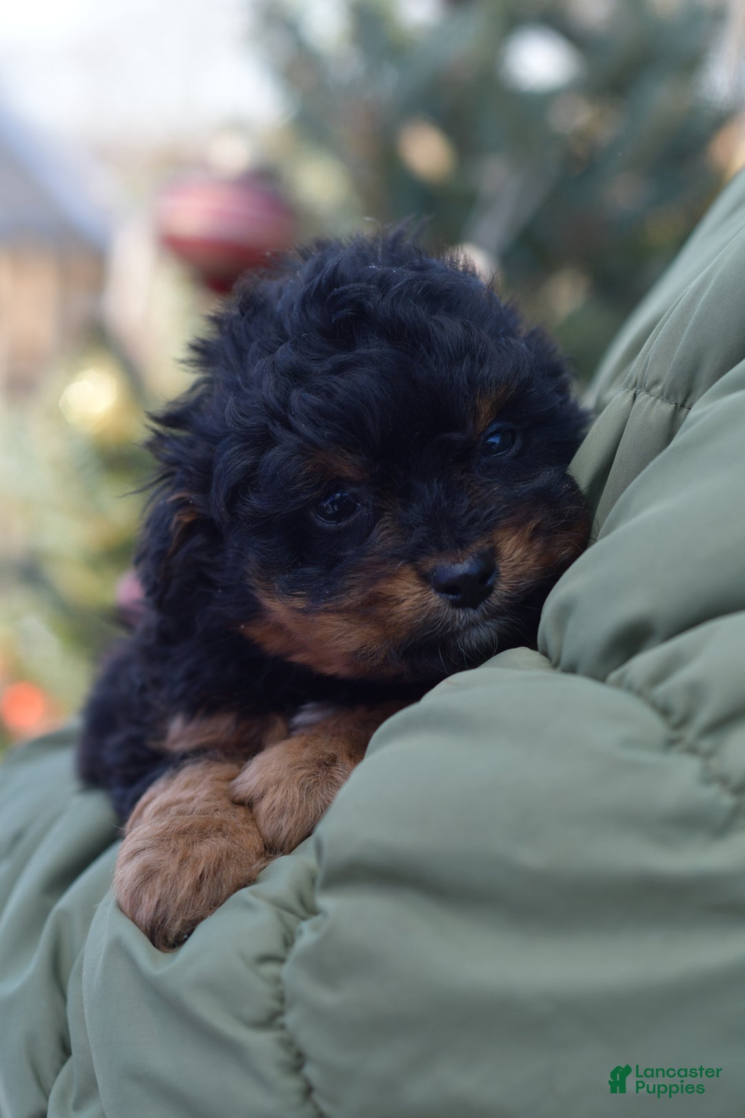 Mini Aussiedoodle dogs for sale: Grizzly - Ad 30