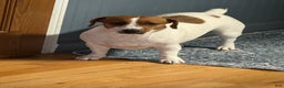 Jack Russell Terrier dogs for sale: Snoop  - Ad 8