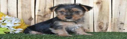 Yorkshire Terrier dogs for sale: Dalas - Ad 2